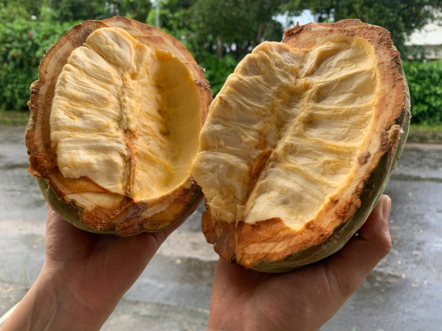 Macambo - Jaguar White Cacao Beans- 1KG