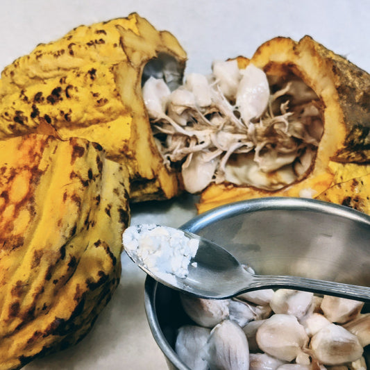 Yellow cacao pod with cacao seeds surrounded with white pulp and a spoon of white powder on top of a bowl